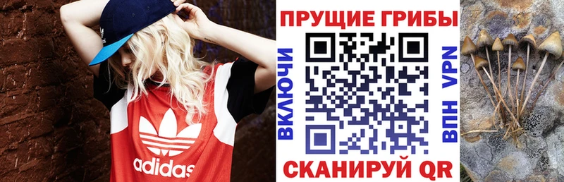 Псилоцибиновые грибы Psilocybe  Красный Кут 